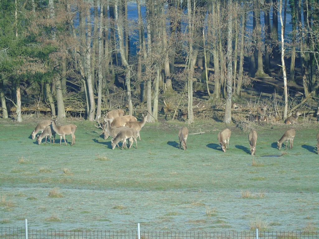 Des Biches Birkenwald